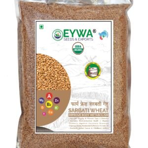 Sharbati Wheat Grains
